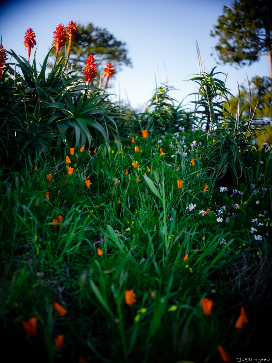 Pretty things that I wanted to take pictures of around Berkeley in 2023.